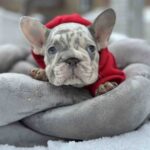 Dunyasha-female-french-bulldog-puppy-for-sale-1
