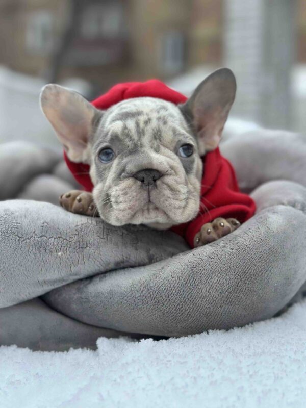 Dunyasha French Bulldog Dunyasha French Bulldog