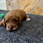Eddie-male-cavapoo-puppy-for-sale-1 (1)