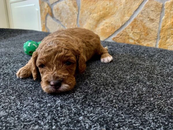 Eddie Cavapoo Eddie Cavapoo