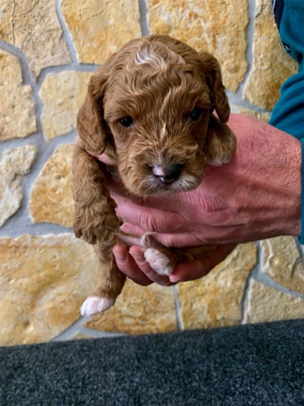 Eddie Cavapoo Eddie Cavapoo