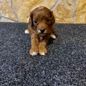 Edgar Cavapoo Edgar Cavapoo