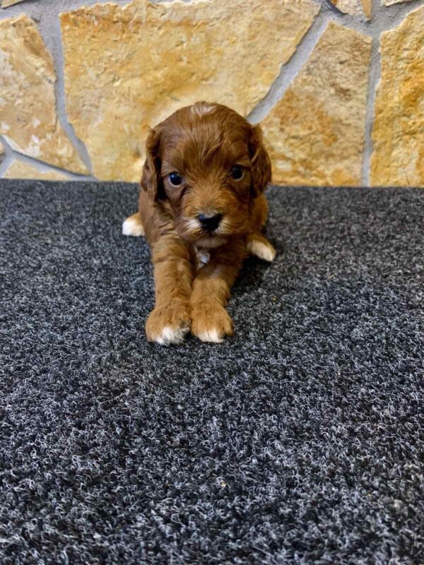 Edgar Cavapoo Edgar Cavapoo