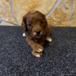 Edgar-male-cavapoo-puppy-for-sale-1 (2)