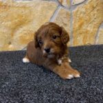 Edgar-male-cavapoo-puppy-for-sale-1 (3)