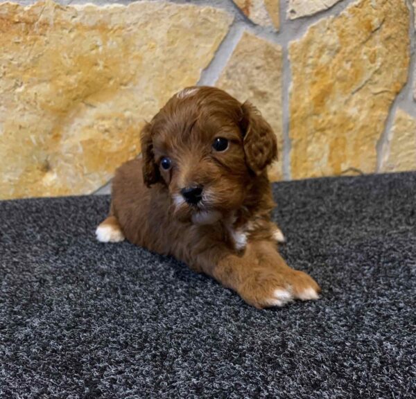 Edgar Cavapoo Edgar Cavapoo