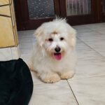 Edmund-male-coton-de-tulear-puppy-for-sale-(1)