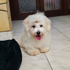 Edmund Coton De Tulear Edmund Coton De Tulear