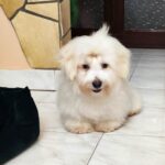 Edmund-male-coton-de-tulear-puppy-for-sale-(2)