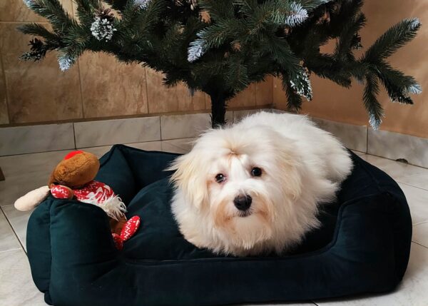 Edmund Coton De Tulear Edmund Coton De Tulear