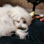 Edmund-male-coton-de-tulear-puppy-for-sale-(4)