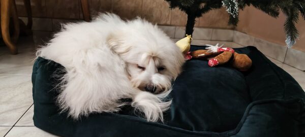 Edmund Coton De Tulear Edmund Coton De Tulear