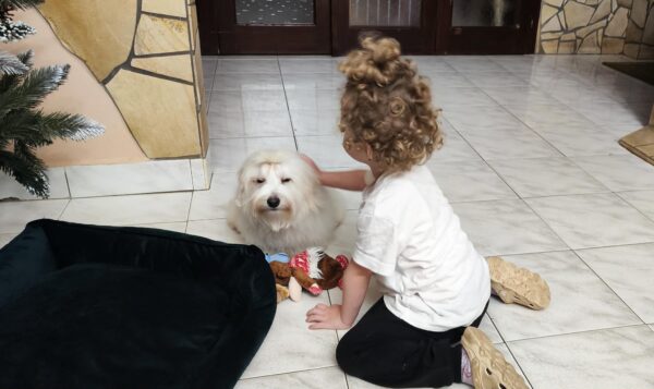 Edmund Coton De Tulear Edmund Coton De Tulear