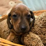 Edward-male-miniature-dachshund-puppy-for-sale-1 (1)