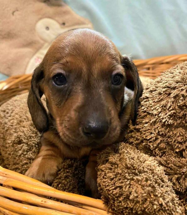 Edward Miniature Dachshund Edward Miniature Dachshund