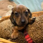 Edward-male-miniature-dachshund-puppy-for-sale-1 (2)