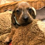 Edward-male-miniature-dachshund-puppy-for-sale-1 (3)