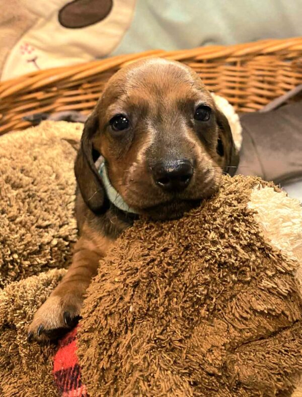 Edward Miniature Dachshund Edward Miniature Dachshund