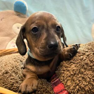 Edward Miniature Dachshund Edward Miniature Dachshund