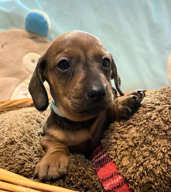 Edward Miniature Dachshund Edward Miniature Dachshund