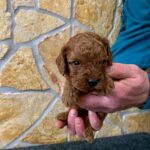 Edwin-male-cavapoo-puppy-for-sale-1 (1)