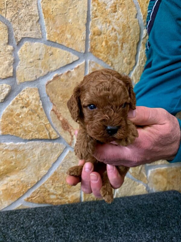 Edwin Cavapoo Edwin Cavapoo