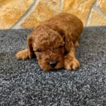 Edwin-male-cavapoo-puppy-for-sale-1 (2)