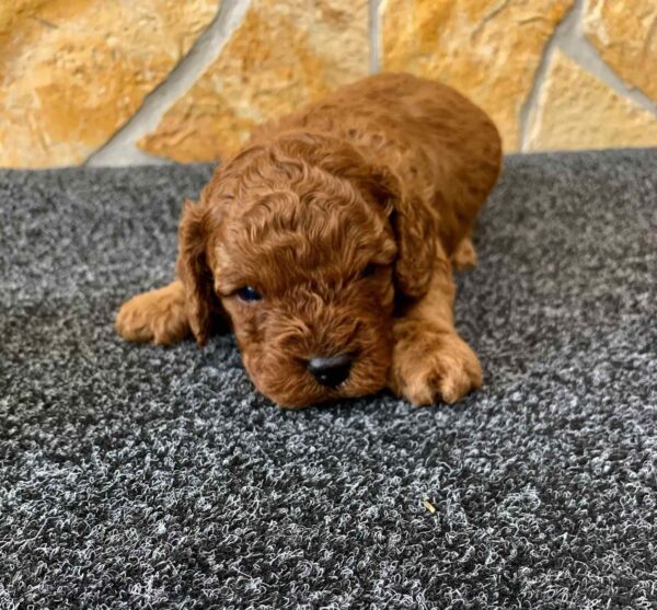 Edwin Cavapoo Edwin Cavapoo