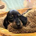 Edwin-male-miniature-dachshund-puppy-for-sale-1 (1)