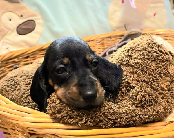 Edwin Miniature Dachshund Edwin Miniature Dachshund