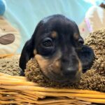 Edwin-male-miniature-dachshund-puppy-for-sale-1 (2)