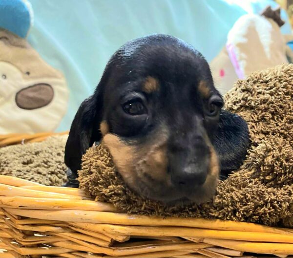 Edwin Miniature Dachshund Edwin Miniature Dachshund