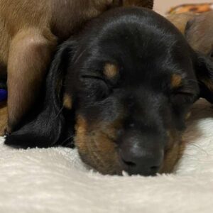 Edwin Miniature Dachshund Edwin Miniature Dachshund