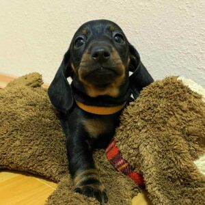 Edwin Miniature Dachshund Edwin Miniature Dachshund