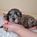 Elfa-female-froodle-puppy-for-sale- (1)