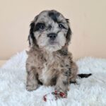 Elfa-female-froodle-puppy-for-sale- (1)