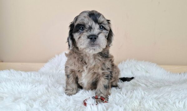 Elfa Froodle Elfa Froodle