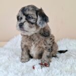 Elfa-female-froodle-puppy-for-sale- (2)