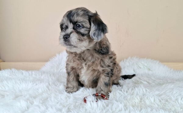 Elfa Froodle Elfa Froodle