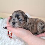 Elfa-female-froodle-puppy-for-sale- (2)