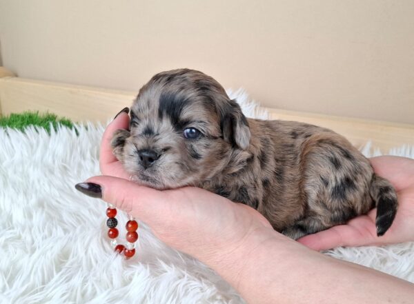 Elfa Froodle Elfa Froodle