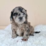 Elfa-female-froodle-puppy-for-sale- (3)