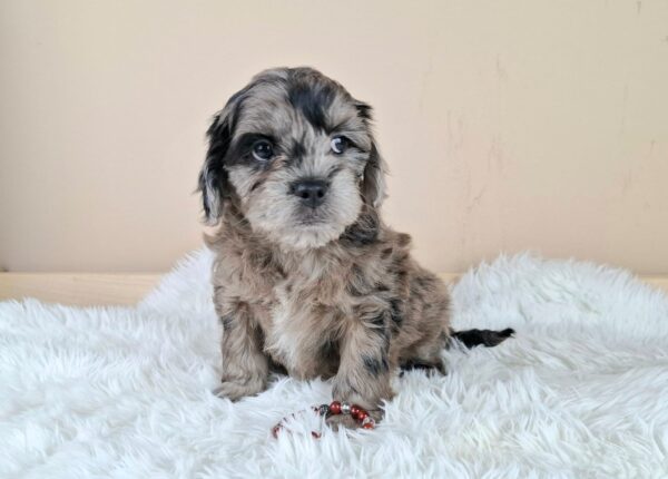 Elfa Froodle Elfa Froodle