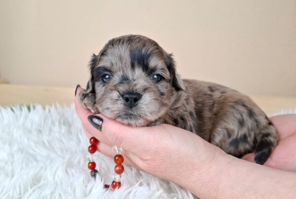 Elfa Froodle Elfa Froodle