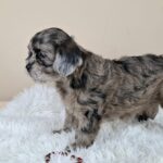 Elfa-female-froodle-puppy-for-sale- (4)