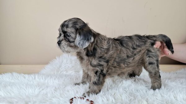 Elfa Froodle Elfa Froodle