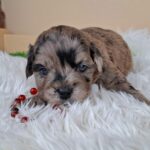 Elfa-female-froodle-puppy-for-sale- (4)