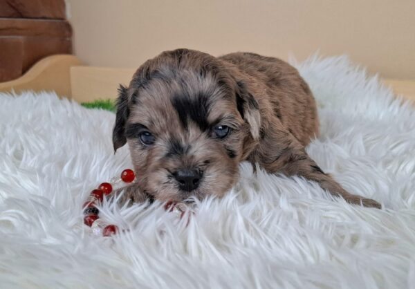 Elfa Froodle Elfa Froodle