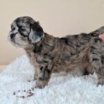 Elfa-female-froodle-puppy-for-sale- (5)