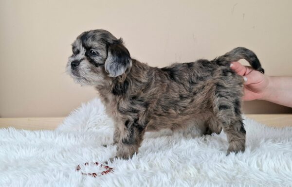 Elfa Froodle Elfa Froodle